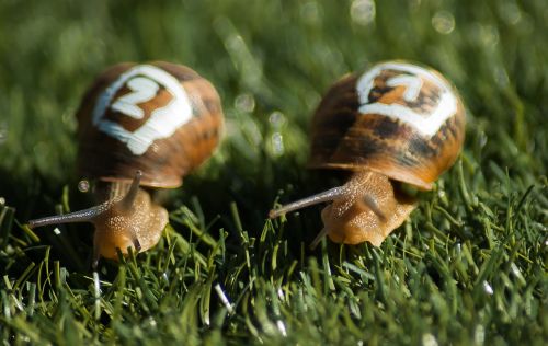 snails race gastropods