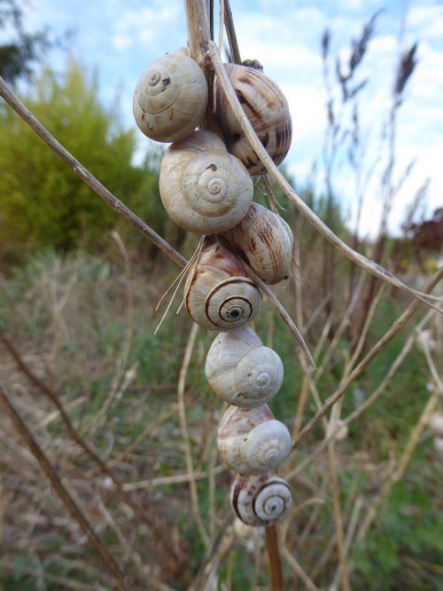 snails snail shells nature