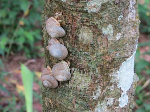 snails tree trunk