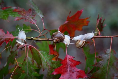 snails leaves red