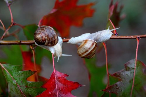 snails leaves red