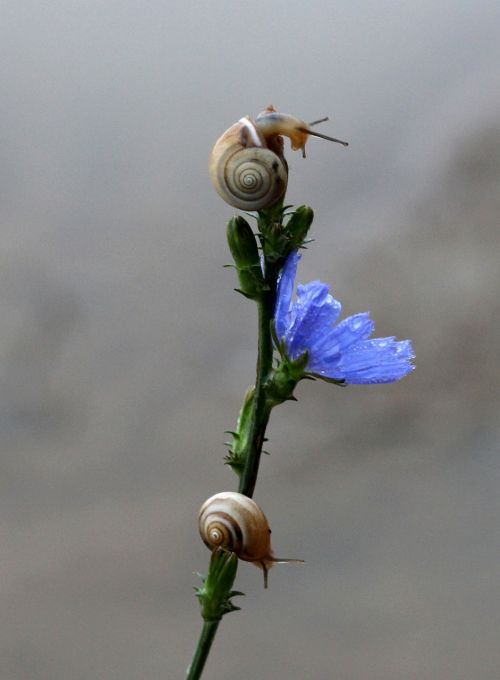 snails flower blue