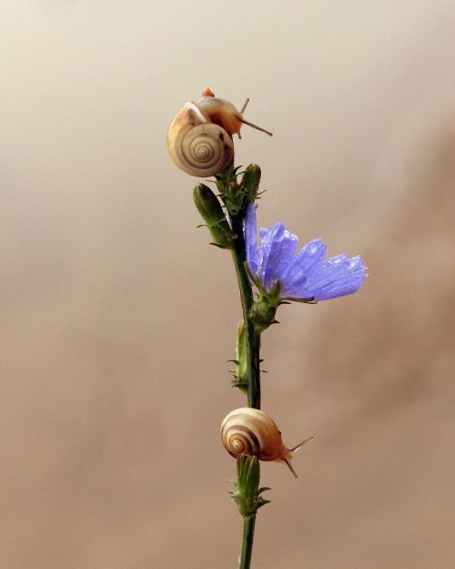 snails flower blue