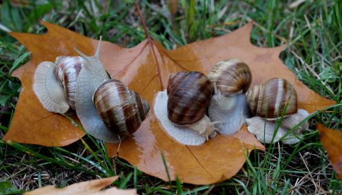 snails leaves autumn