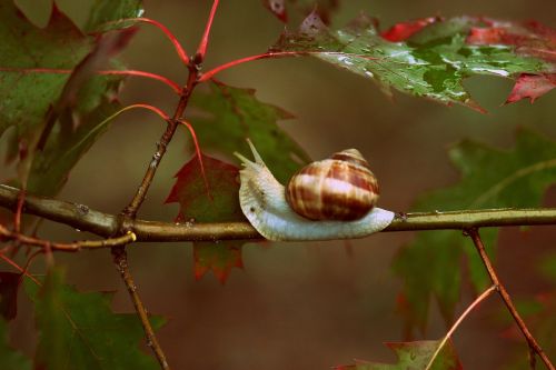 snails leaves red