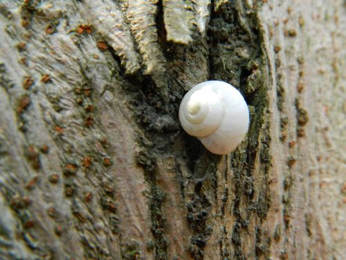 snails still life white