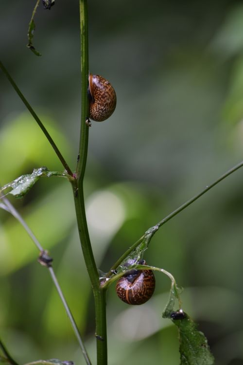 snails nature snail