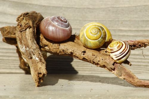 snails shell wood