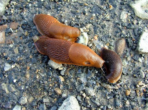 snails nature mountains