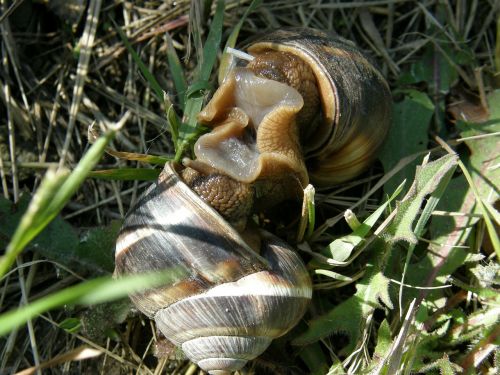 snails copulation mating