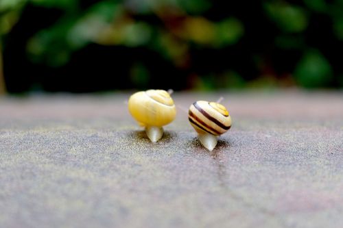 snails crawl together