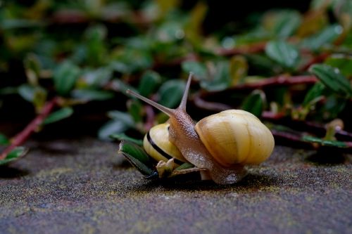 snails crawl shell