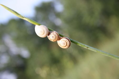 snails nature green