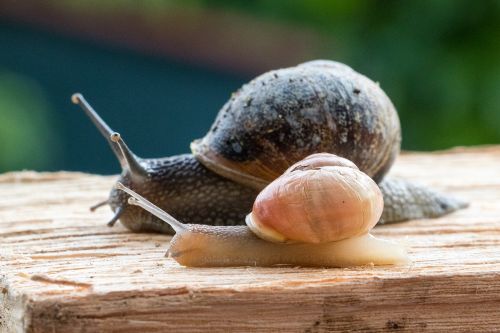 snails snail race snail