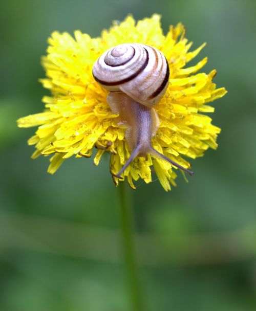 snails dandelion yellow