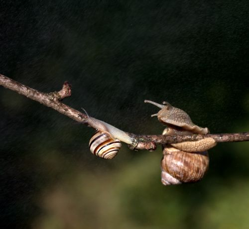 snails casey hooked