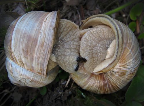 snails devoured love game