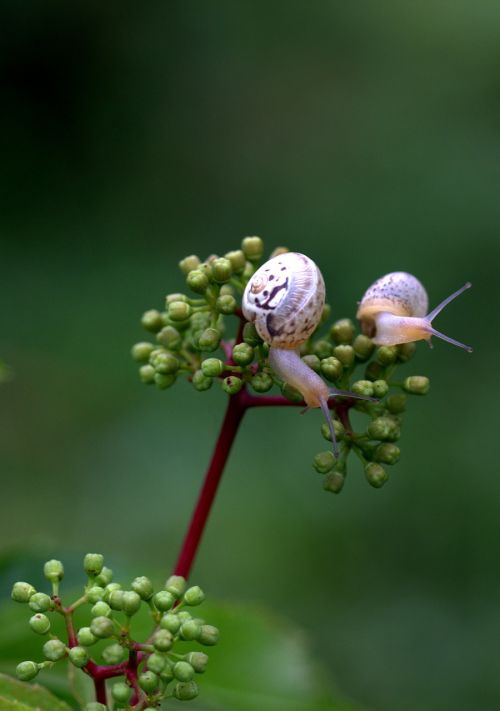 snails pair shell
