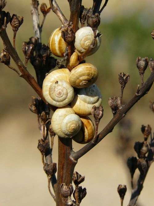 snails shell snail