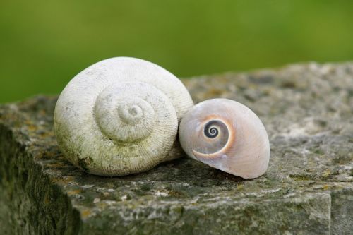 snails shell pair