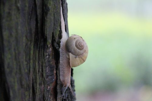 snails animal nature