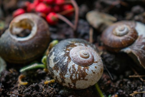 snails house flowerpot