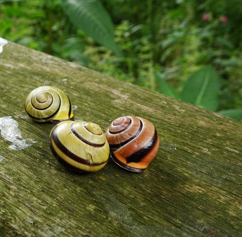 snails garden nature