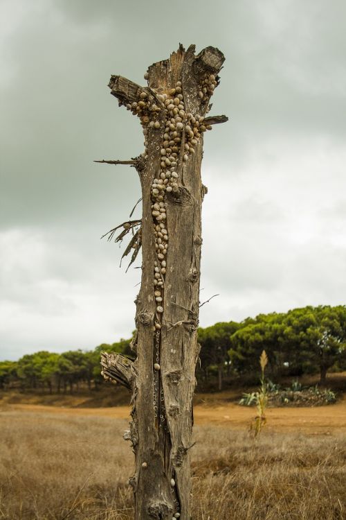 snails tree stump bark