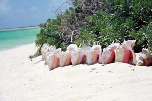 snails caribbean beach