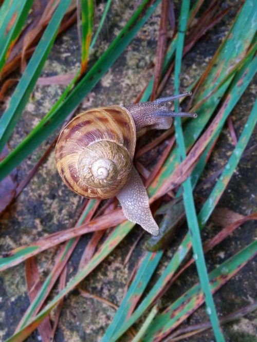 snails grass landscape