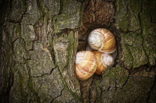 snails tree shell