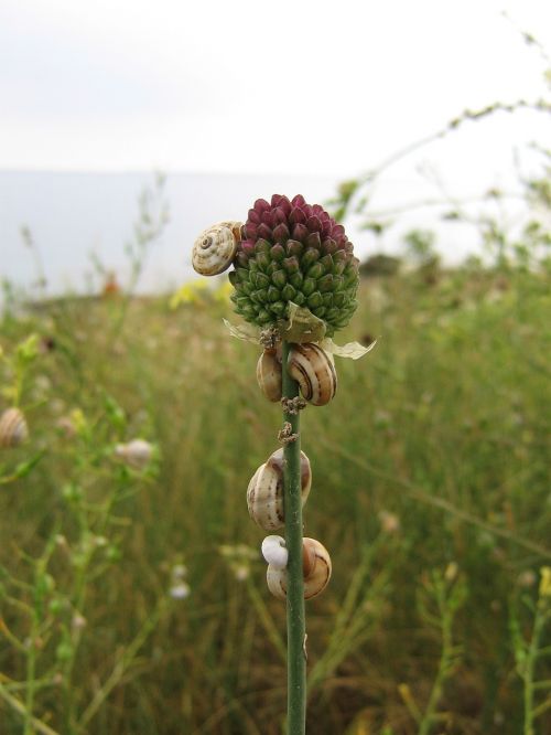 snails wild garlic gastropod