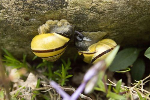 snails pairing love