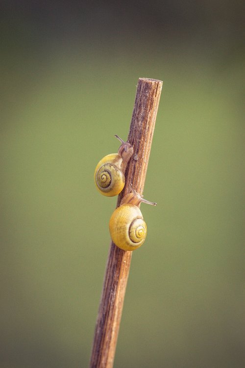 snails  yellow  shell