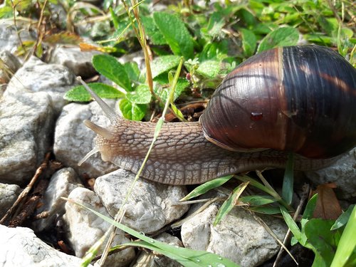 snails  slug  insect