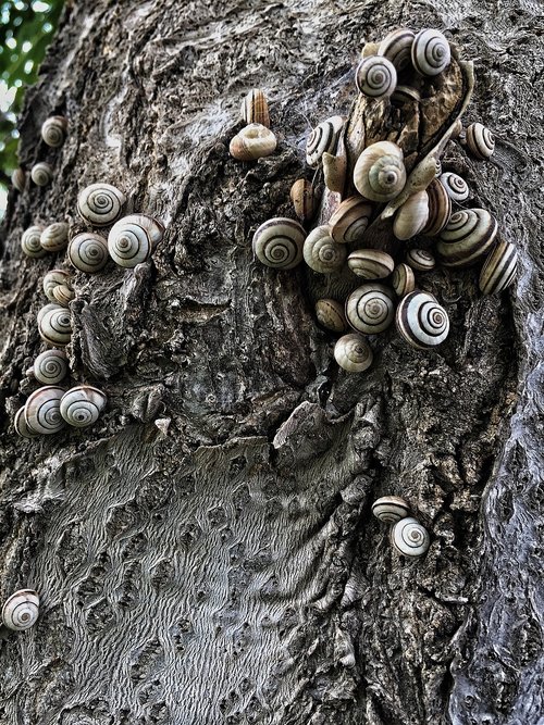 snails  shelled  texture