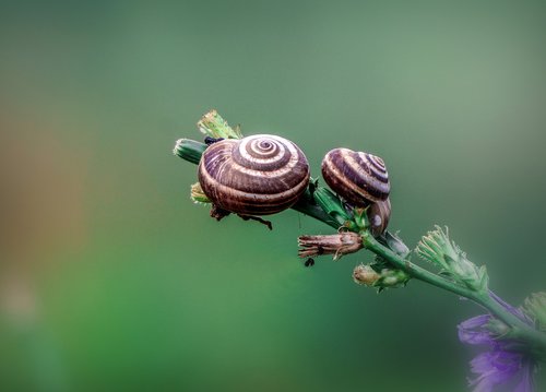 snails  animals  shell