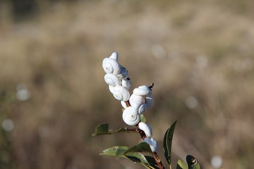 snails  snail white  nature