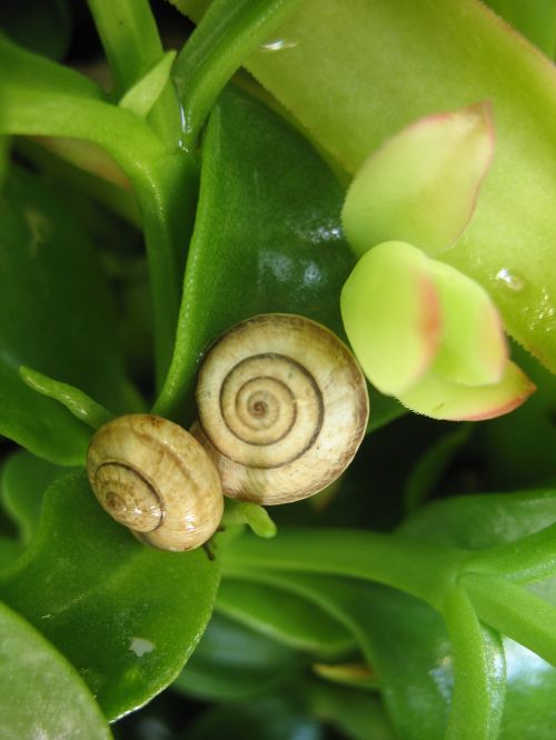 snails nature green