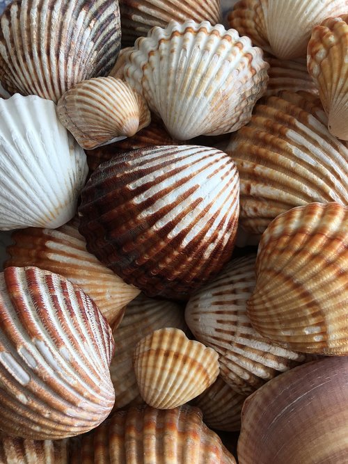 snails  sea  seashell