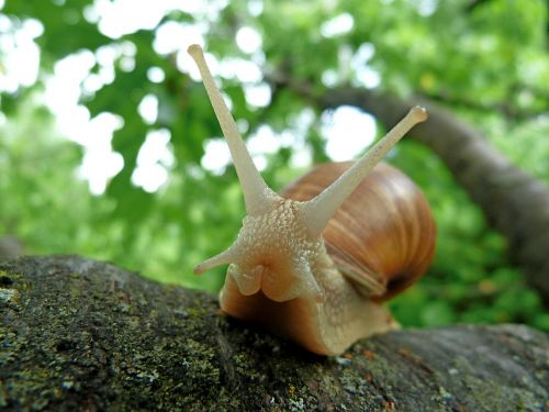 snails nature from the front