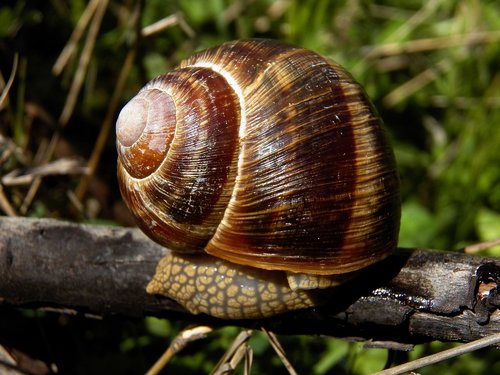 snails  animals  nature