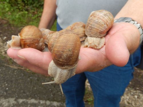 snails nature field