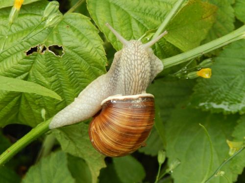 snails nature garden