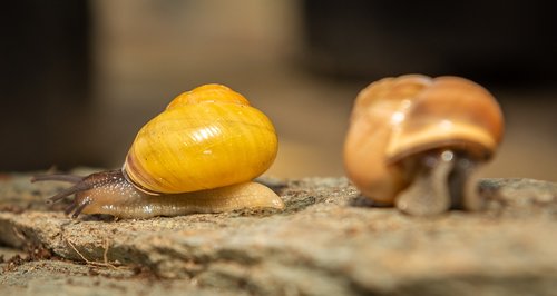 snails  shell  mollusk