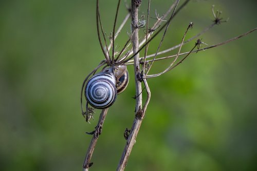 snails  garden  nature