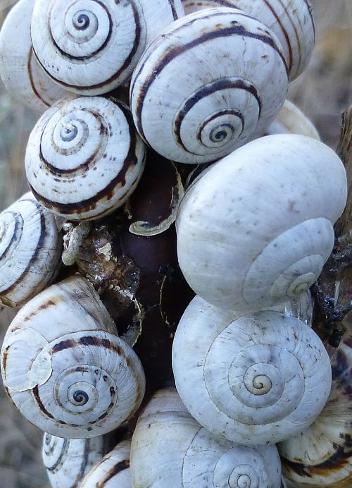 snails shell many