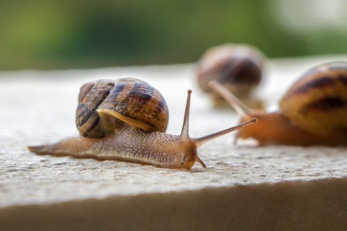 snails  gastropods  molluscs