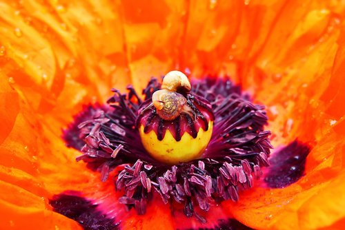 snails  molluscs  flower