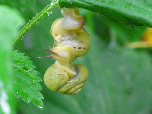 snails animal molluscs